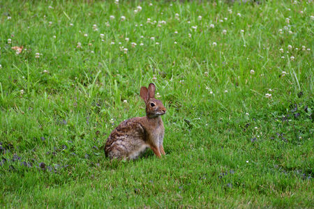 GeoSnapShot | Find photos from Common Rabbit | GeoSnapShot